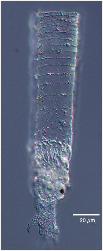 Rhizodomus tagatzi from an Adriatic Lagoon.
