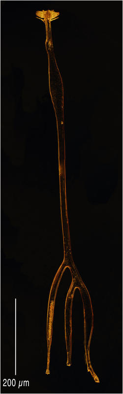 Amphisolenia thrinax