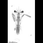 rg20150805_tot_1_494