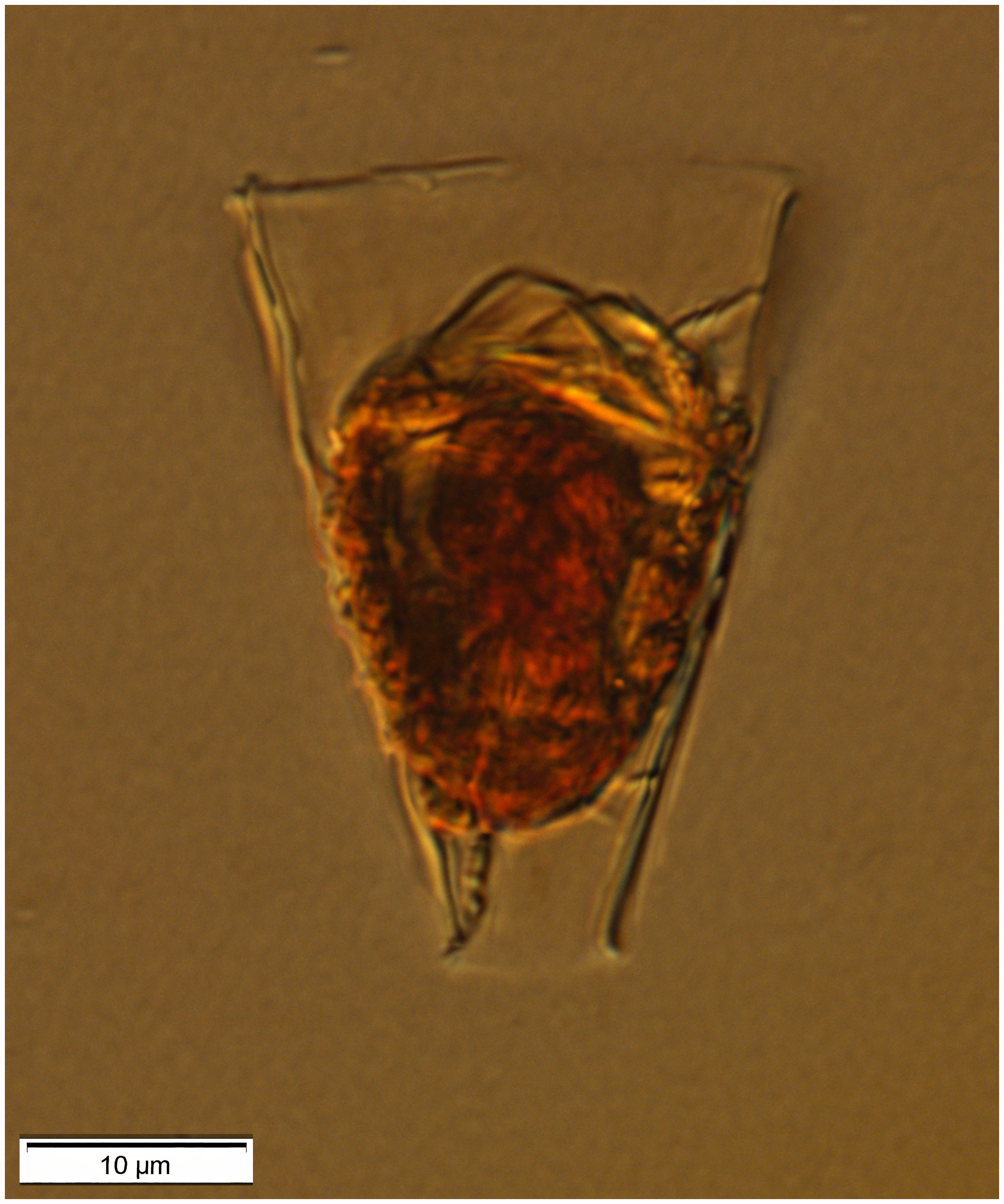 Eutintinnus haslae (Taniguchi & Hada 1981)