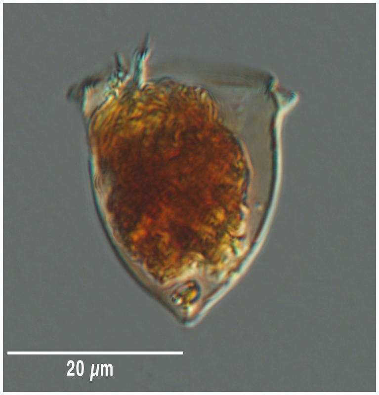 Ascampbellia torulata
