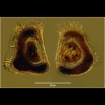 Citharistes apsteini