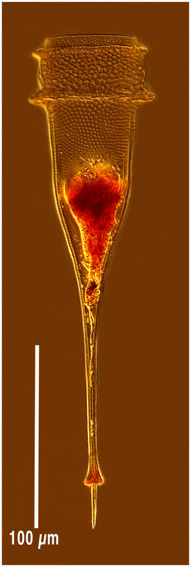 Xystonellopsis dicymatica