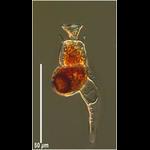 Histioneis sp. maybe longicollis