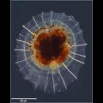 Theophormis callipilium