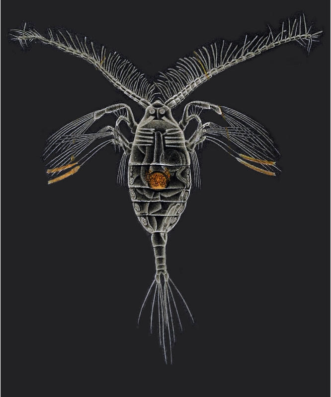 Hemicalanus longicornus, now Diaptomus longicornis.