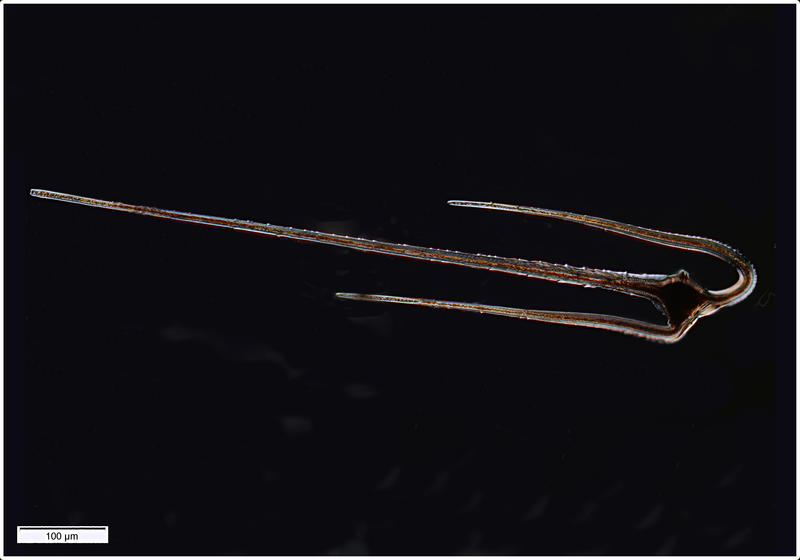 Ceratium vultur (Cleve 1900)
