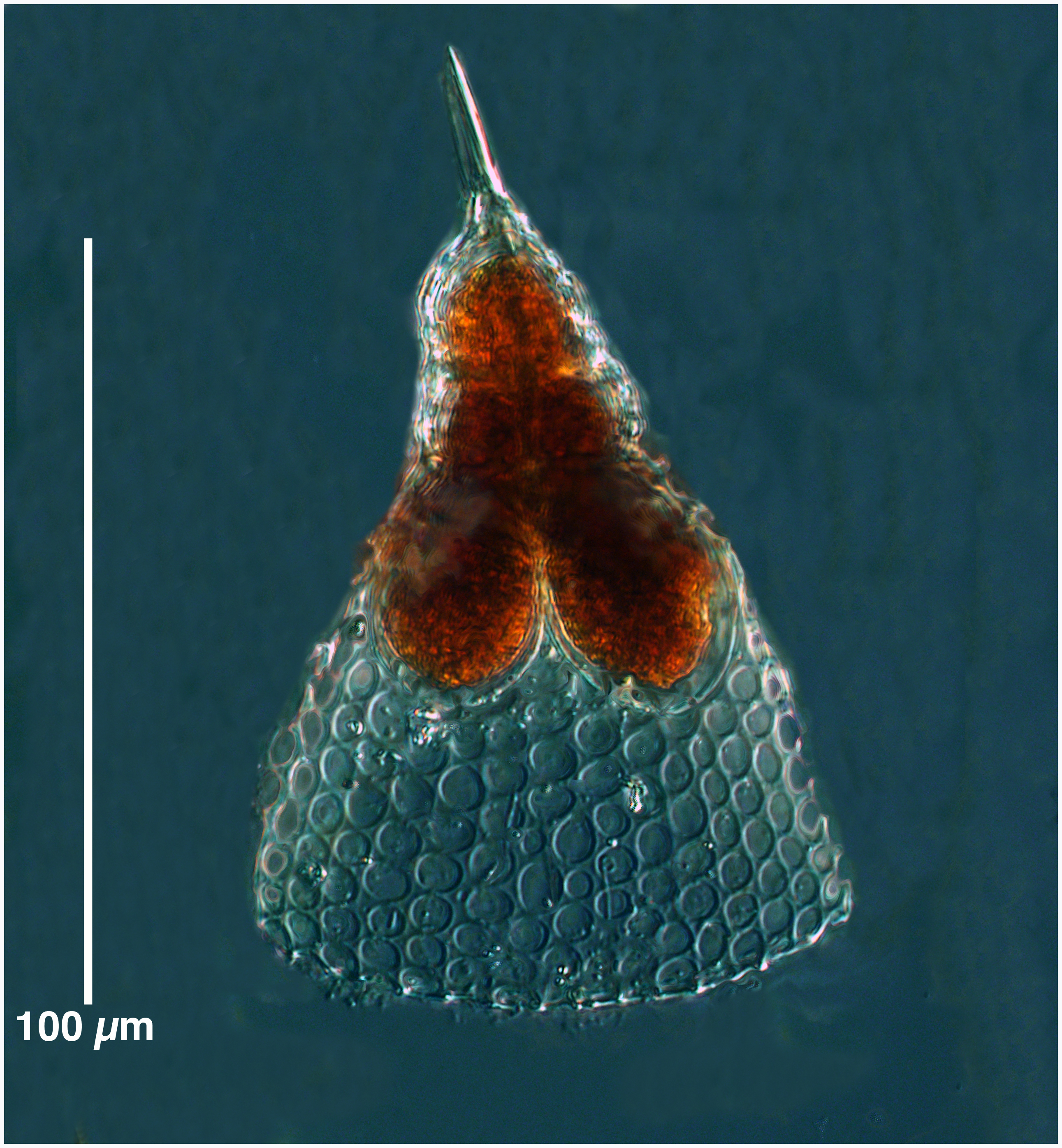 Pterocorys trochus