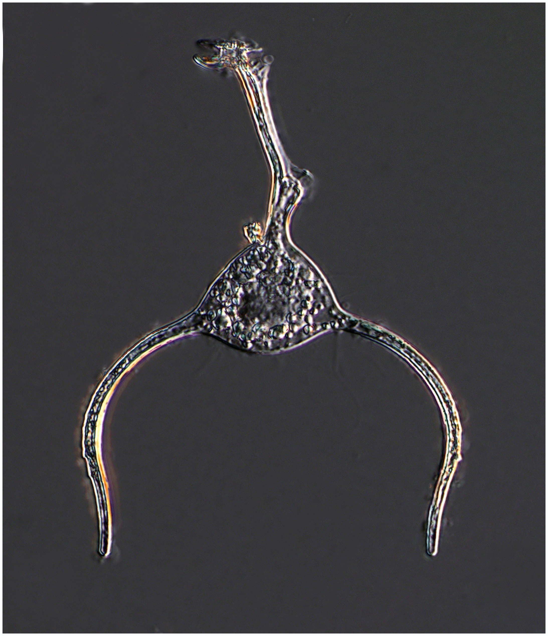 Triposolenia bicornis  found at 450 m on Sept 26 2016