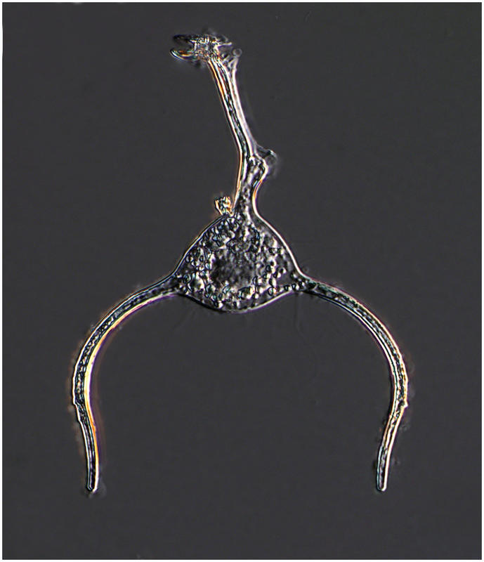Triposolenia bicornis  found at 450 m on Sept 26 2016