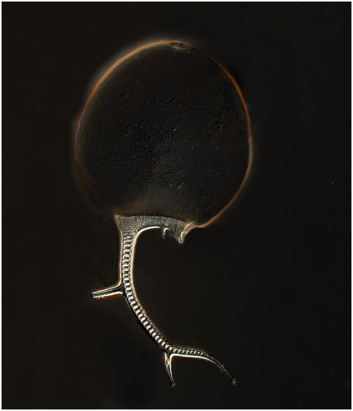 Euphysetta lucani
