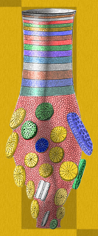 As if Gustav Klimt painted Laacckmanniella naviculaefera