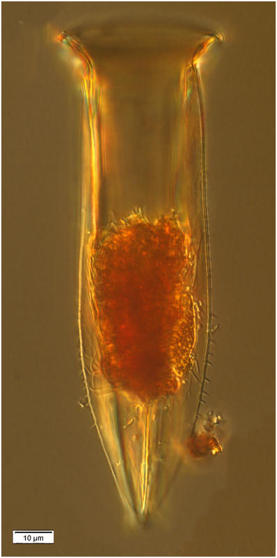 Odontophorella serrulata