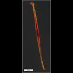 Amphisolenia truncata from deep water