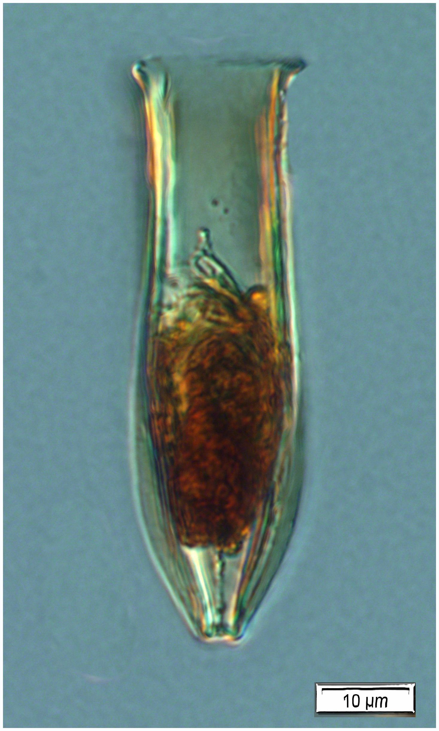 Amporides laackmanni