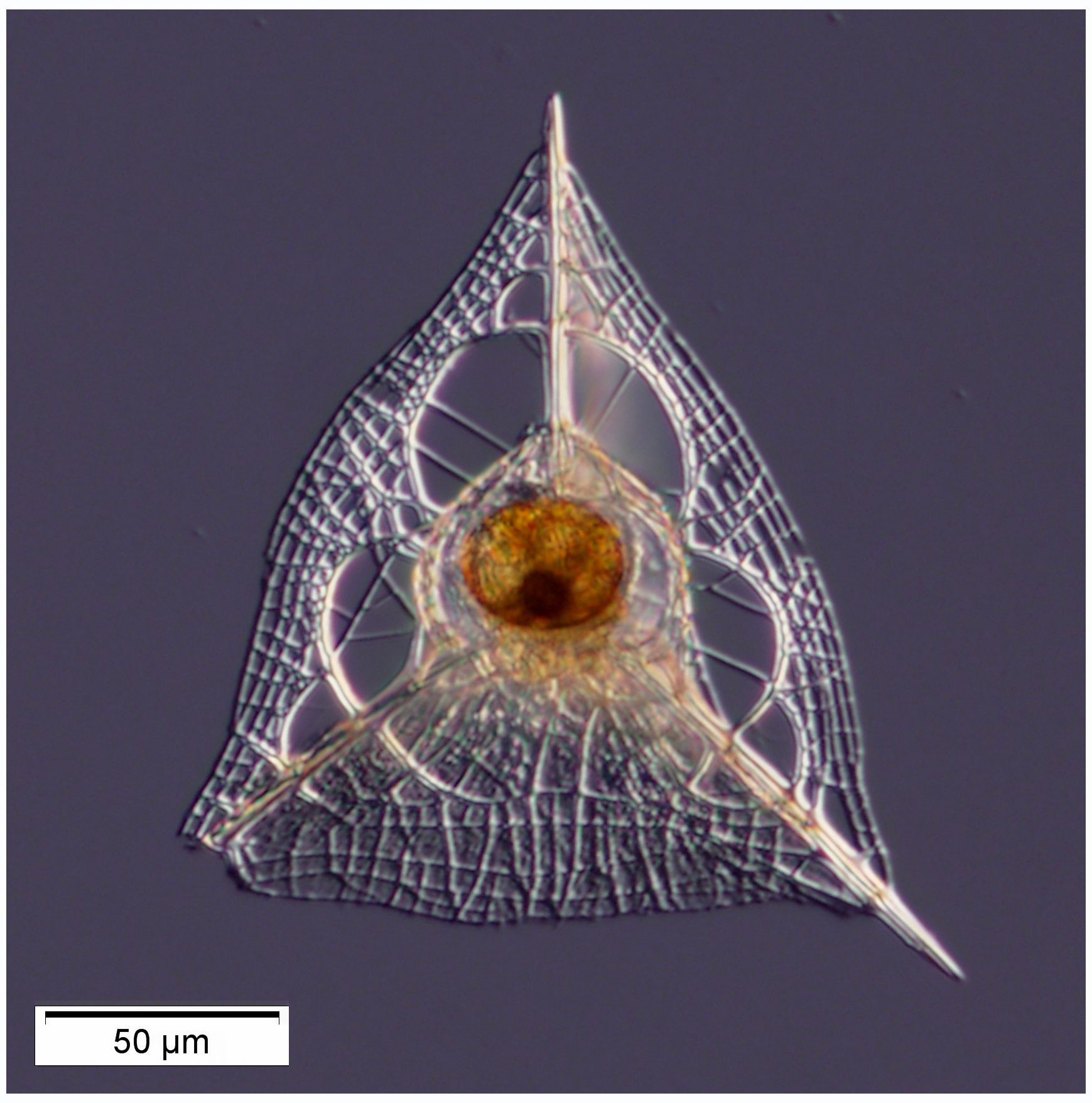 Clathrocorys giltschii