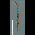 Amphisolenia brevicauda