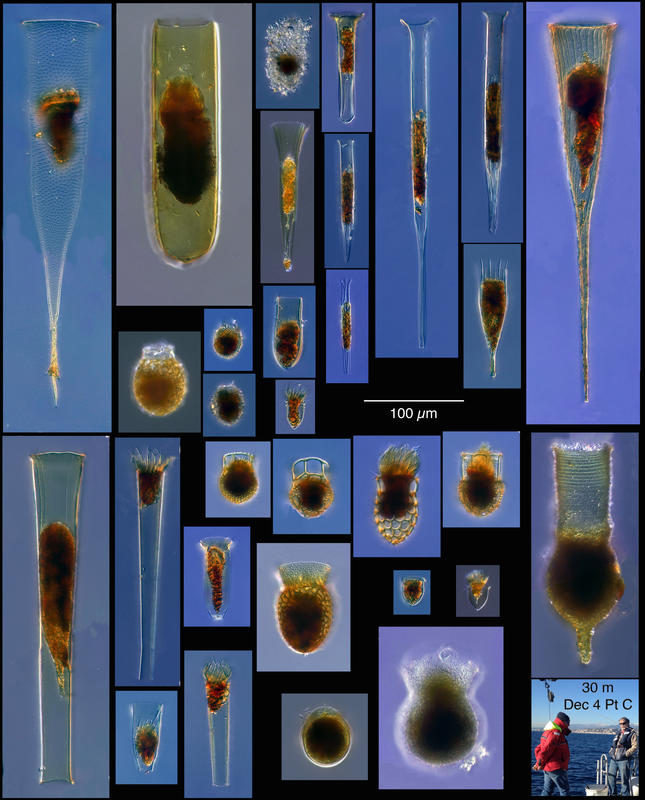 Morphological diversity in about 75 liters