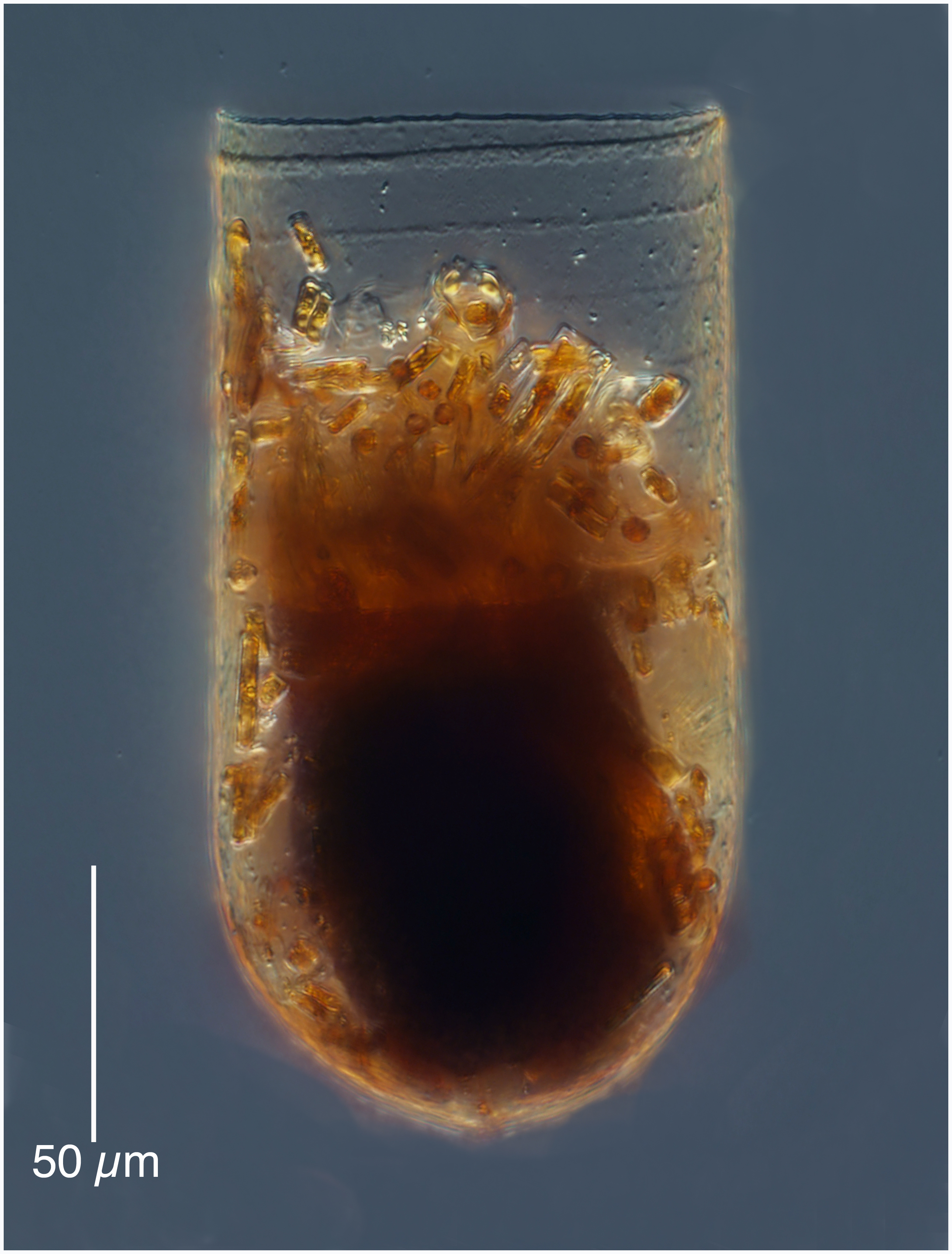 Metacylis vitreoides