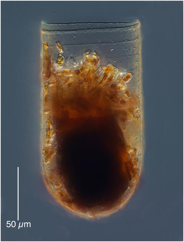 Metacylis vitreoides