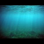 Seagrass Bed off ponton
