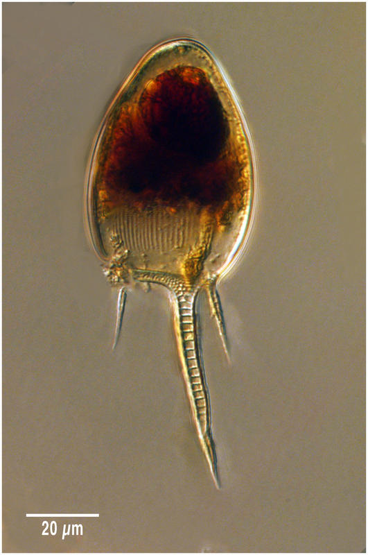 Euphysetta pusilla