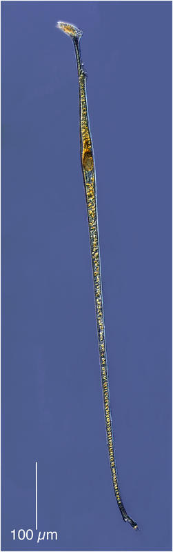 A large Amphisolenia bidentata