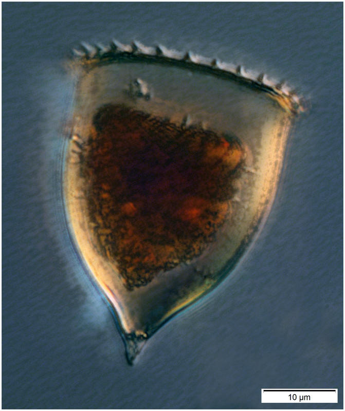 Acanthostomella obtusa