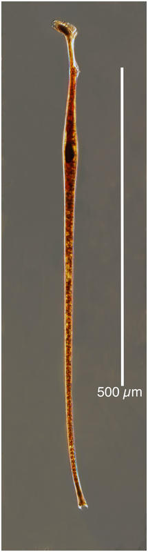 Amphisolenia bidentata