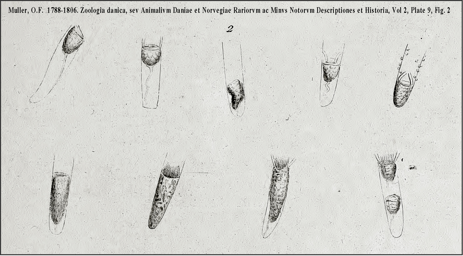 First drawings date back to 1779