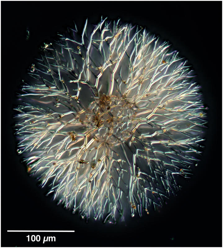 Cladococcus cervicornis