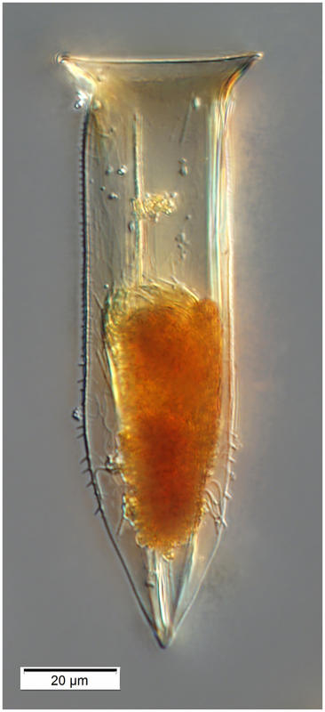 Odontophorella Serrulata