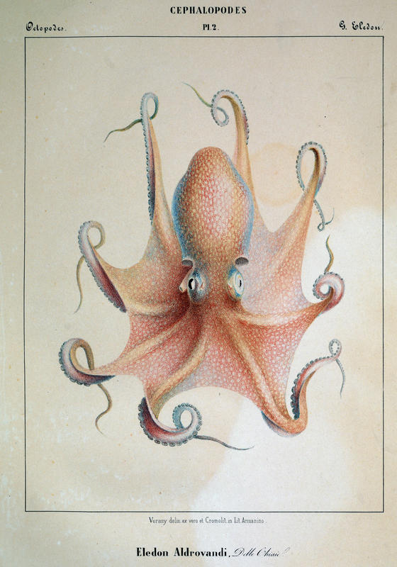 Plate 2