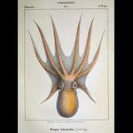 Plate 7