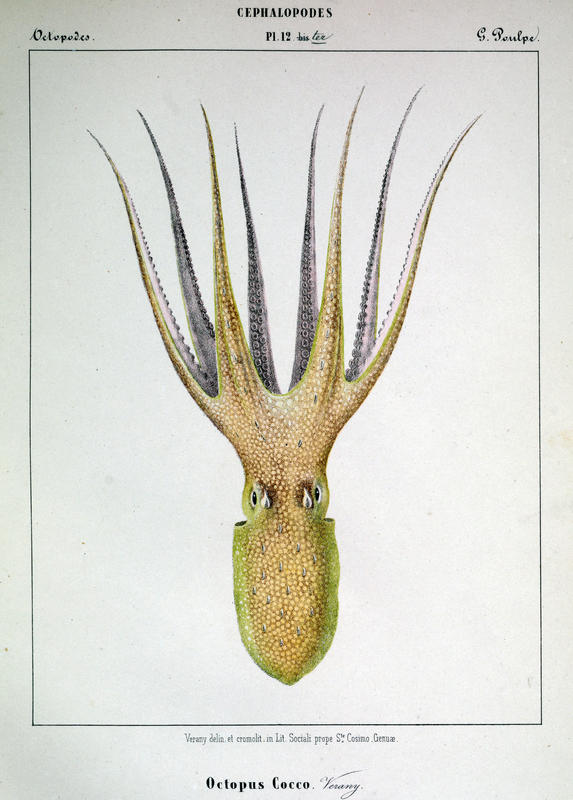 Plate 12