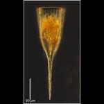 Rhabdonella elegans (Jorgensen 1924)