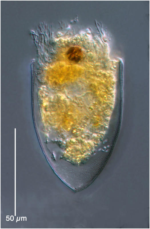 Favella sp.