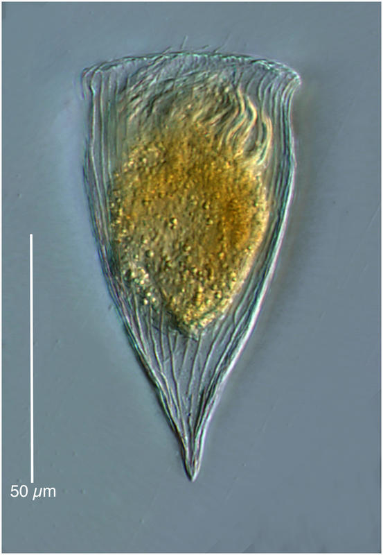 Rahabdonella exilis
