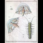 Martinus Slabber Illustrations