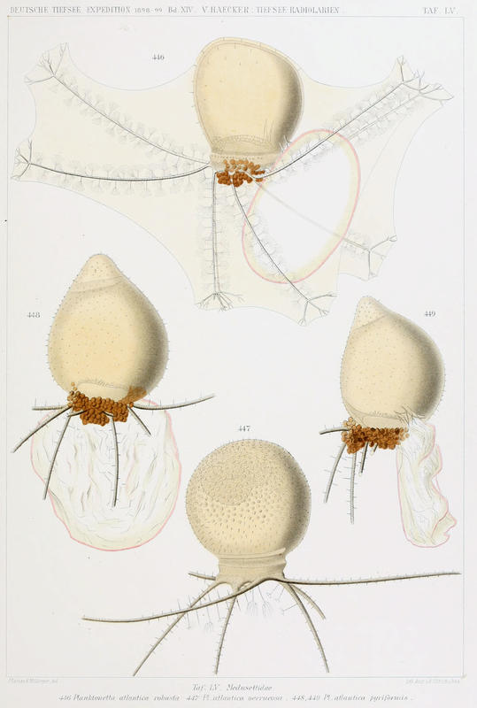 Haecker1908Plate55