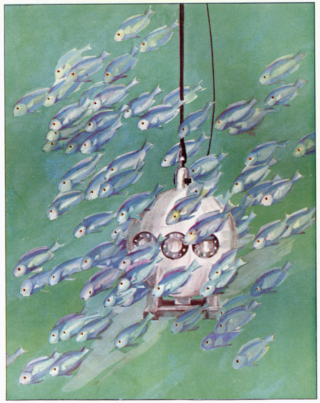 PlateVHalfMileGiant ParrotfishMigratingIntoTheDepths Bostelmann