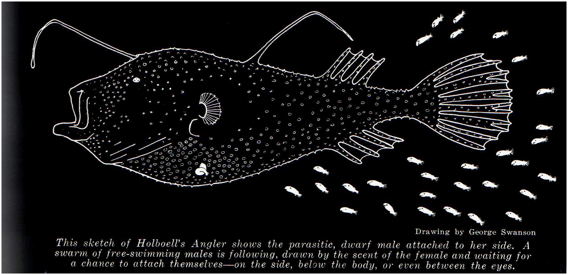 Kinky Deep-Sea Fish