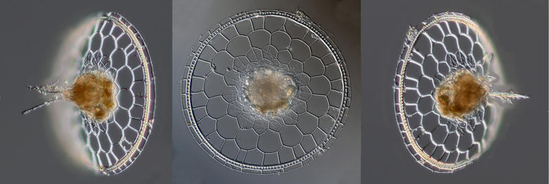 Lampromita danaes (Haeckel 1887) from a deep net tow