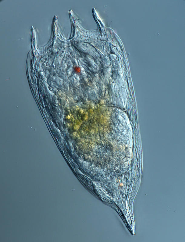 Notholuca japonica var. kisselevi Kutikova 1970