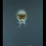 Phaeogromid Challengeranium diadon