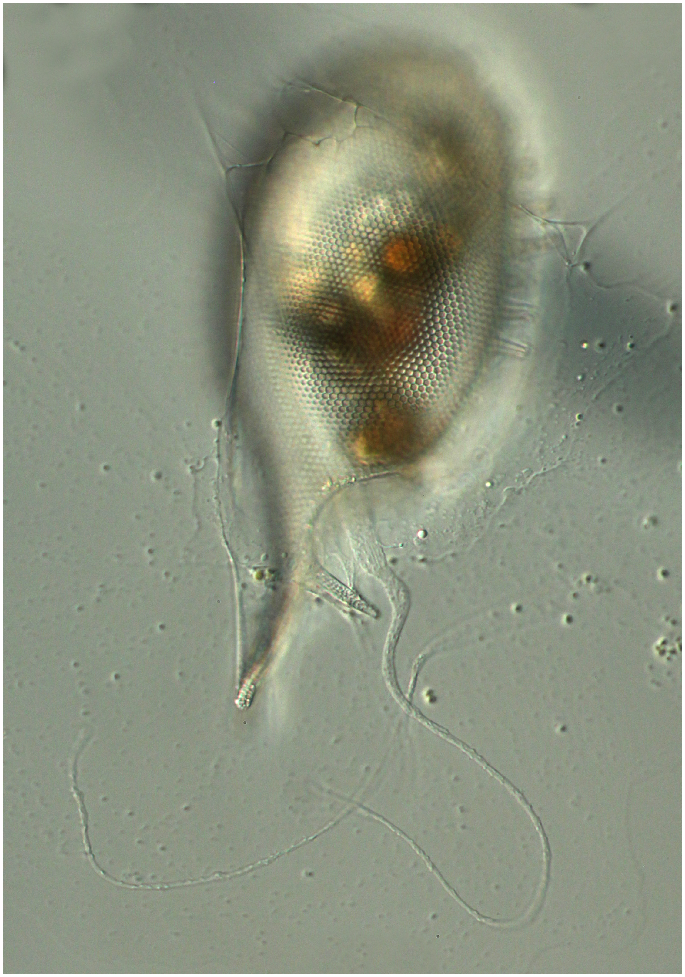 Phaeogromid Challengeron willemoesii