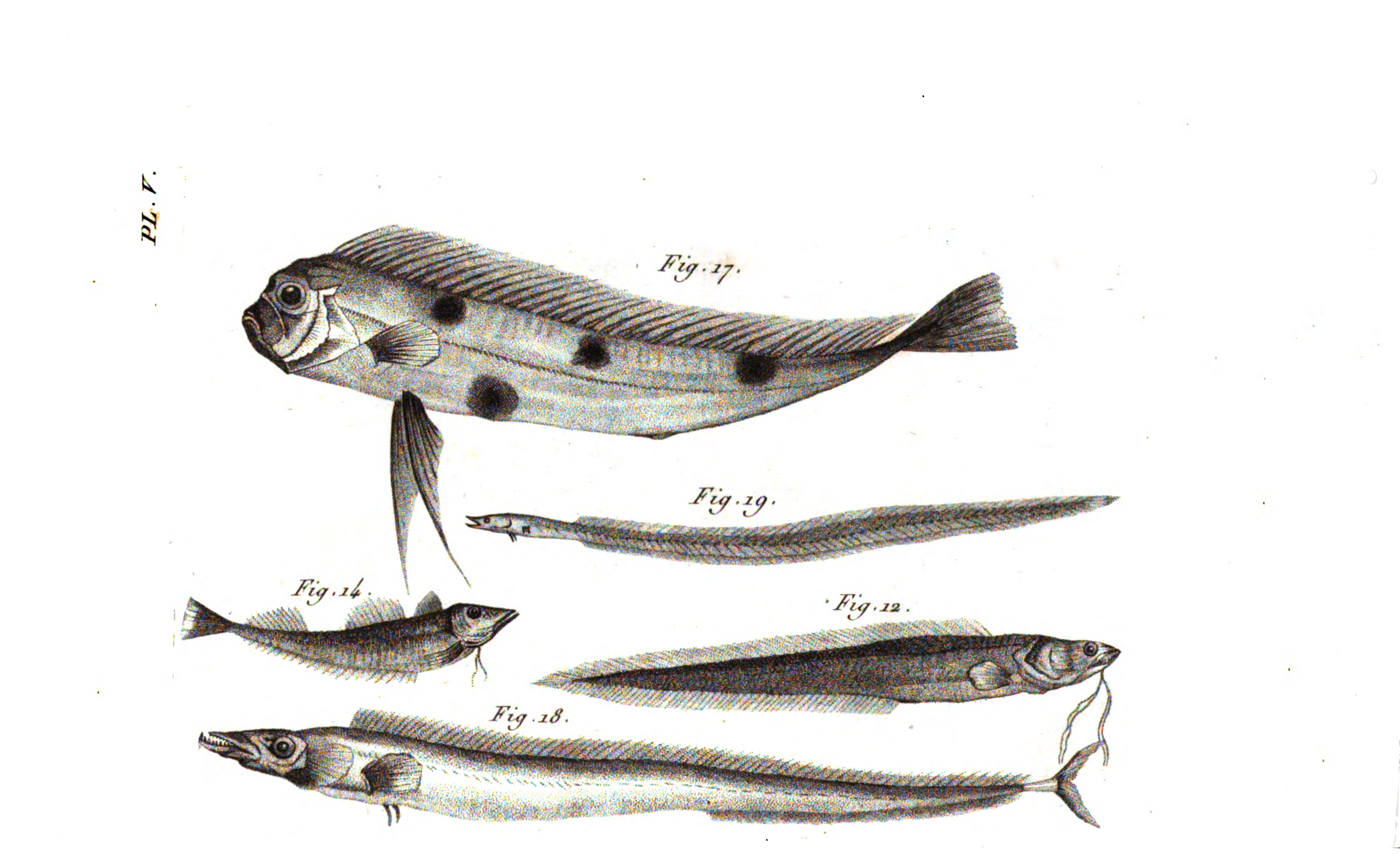 Plate5