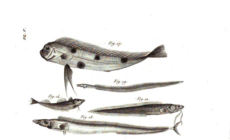 Plate5
