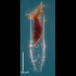 Laackmanniella naviculaefera from station 38