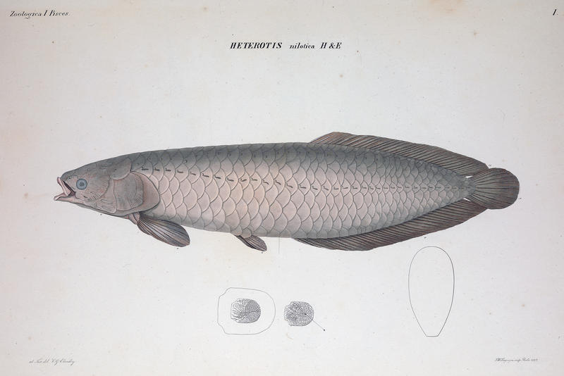 From 1828 Symbolae Physica Pisces